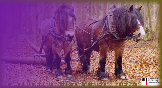 Wald - Terristrischer Klimaschutz - Lügenkonstrukte der "Regierungen" - Rechtfertigung der Interessen der Industrie-Magnaten und damit der Zerstörung der Natur und der Schändung der Tier-und Pflanzenwelt - Mensch stellt sich unberechtigt und arrogant über Mutter Natur...